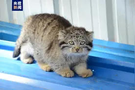 青藏高原明星动物兔狲“狲大娘”因病去世图片