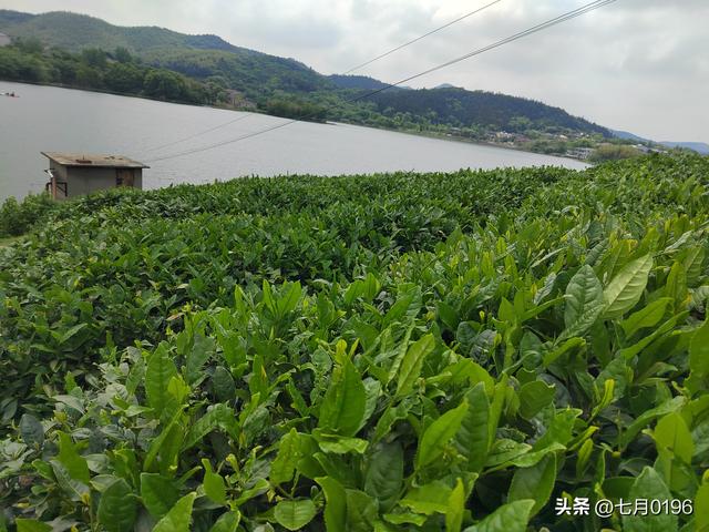 采一篮茶叶，炒一锅清茶，品一品茶香
