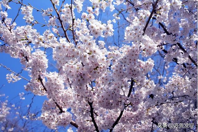 乘着地铁去赏花｜中山公园春日打卡攻略，还有隐藏赏花机位分享