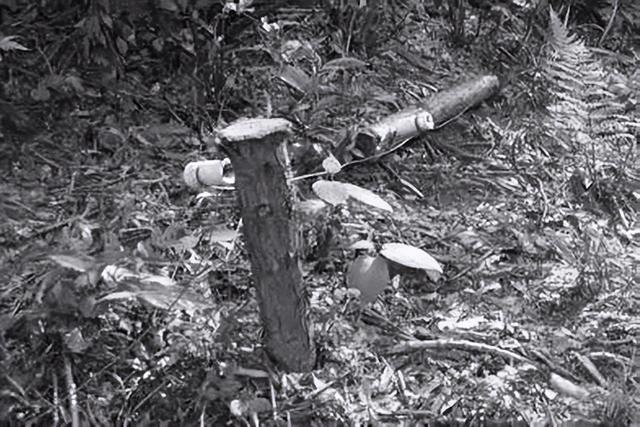 监守自盗! 2024年, 湖北一护林员在山里架980米电网, 冰柜中搜出肢体