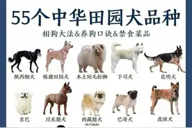 哇！涨知识了，55个中华田园犬品种，你喜欢哪种？收藏起来看看吧图片