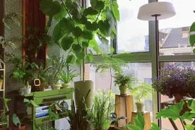 9种“阴性花”，客厅一放“长势极旺”，净化空气还造氧！图片