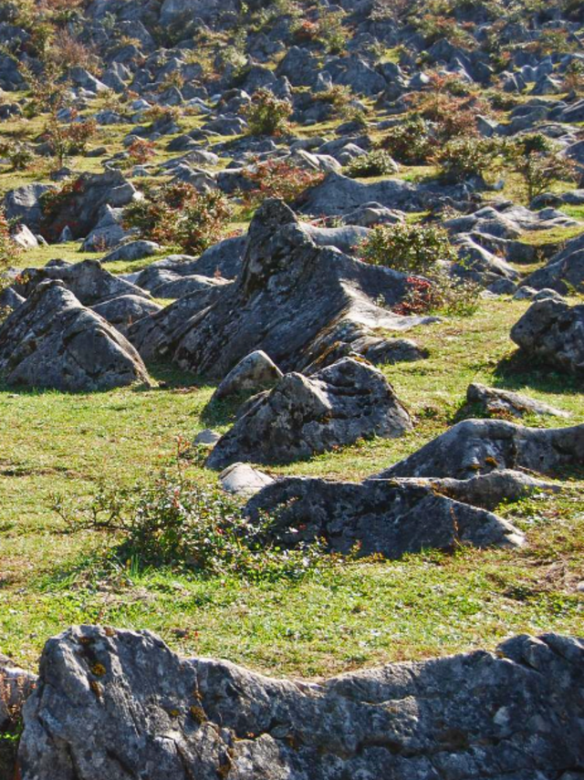 千野草场火棘红妆限定！📸随手拍电影感，冲！
