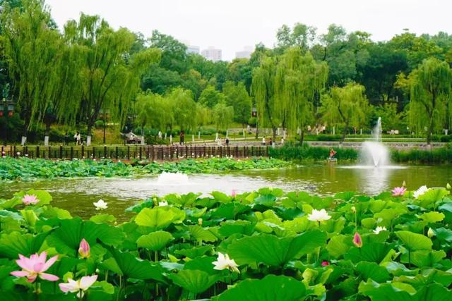 你好,夏天