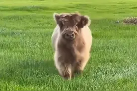 这种牛牛长得真的好卡通片啊图片