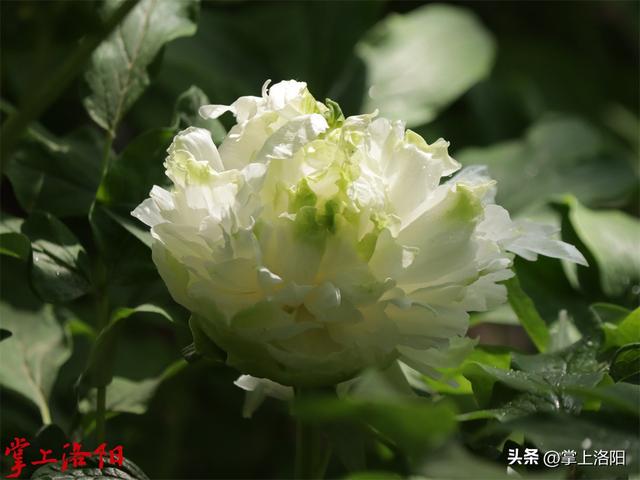 约770个品种牡丹开放！4月15日洛阳牡丹花情预报