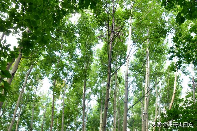 河北百草畔（上）：风动孤石悬险韵，蚁巡深岭蕴生机