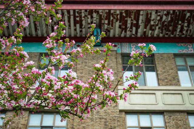 @天大：嘿！今年咱“天”作之“和”，去哪儿赏海棠？