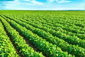 丙炔氟草胺是应用前景广阔的除草剂图片