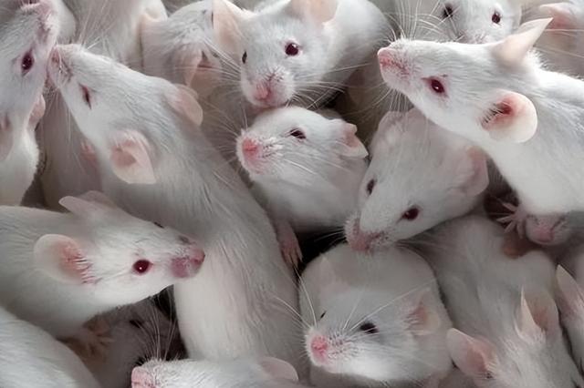 中国空间站迎首批小鼠宇航员，成果突破太空哺乳动物饲养关键技术