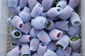 真没想到，泡沫“水果网套”竟然有这么多妙用，以后再也不扔了！图片