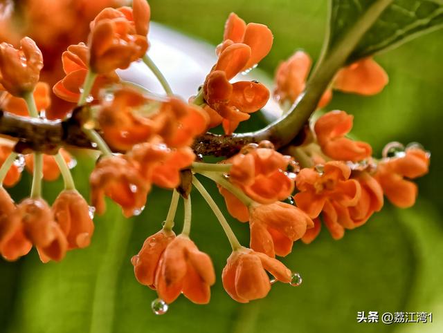 桂香漫城：桂林的秋日私语