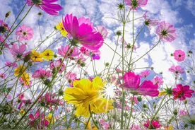 手机拍格桑花照片，路边不起眼小花，也可以很好看图片