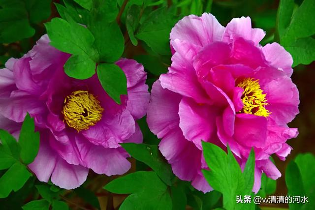 极美洛阳城牡丹迎春吐蕾绽放