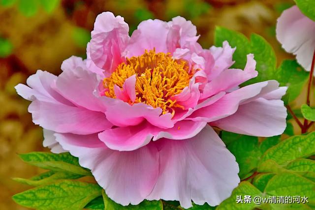 极美洛阳城牡丹迎春吐蕾绽放