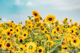 热辣滚烫 辽宁今天正式入夏！图片