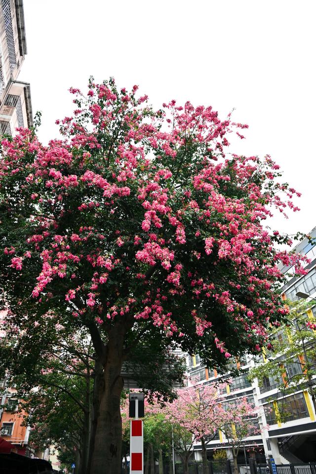 深活指南｜免费！深圳这些赏花点美成漫画，不允许有人不知道！