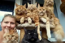 俄罗斯女子养20只巨猫，猝死后竟被猫吃掉了！猫真被驯化了吗？图片