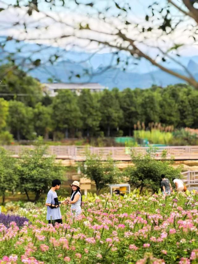 桂林：漓畔花海莲花源！