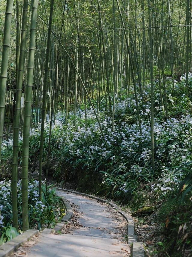 成都1h直达5000亩竹林，不费腿0门票，徒步挖笋玩水遛娃天花板！