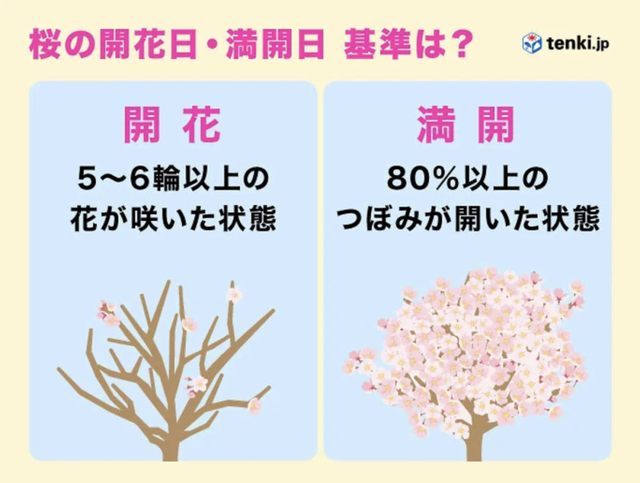 2026最新樱花满开时间表预测公布！这份追樱攻略请收好