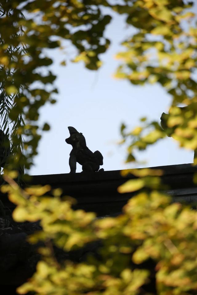 祠堂小雪 | 满地翻黄银杏叶