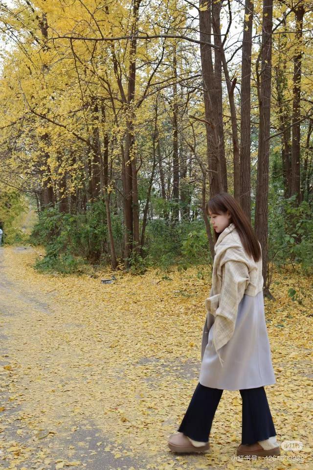 最适合拍银杏的地方！ 临沂十个0元打卡点，抓住今年最后的金色风暴！