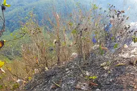 上山“拜神”引山火！江门3人被依法处理图片