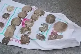 男子摆摊卖“鳖盖”，被路过轿车不小心压坏，张口要价2万吓坏司机！律师：压坏该赔但不能漫天要价！图片