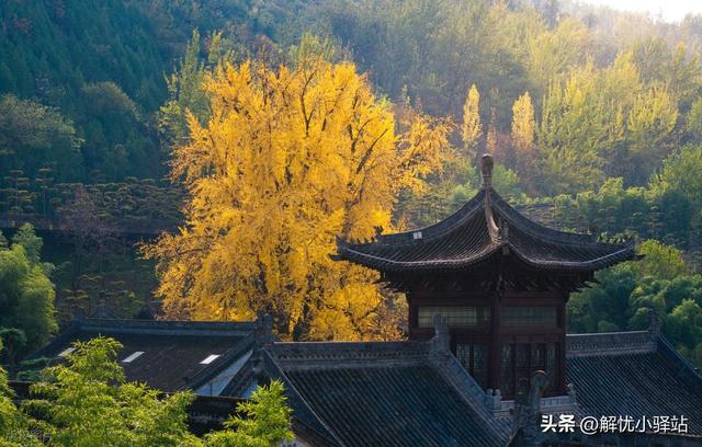 终南禅韵 金色千年！古观音禅寺银杏迎最佳观赏期