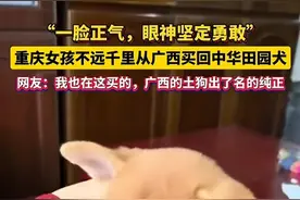 重庆女孩不远千里到广西买中国田园犬，网友：只有广西才有正宗的图片