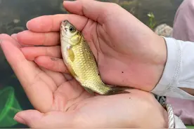 谁家饵料值得买？6个品牌15款王牌饵料，足以应对大多数鱼情图片