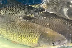 这些有关“鱼”真相，你都知道吗？图片