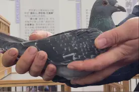 不养鸽的他竟然夺得开尔冠军，背后的故事真实而感人！图片