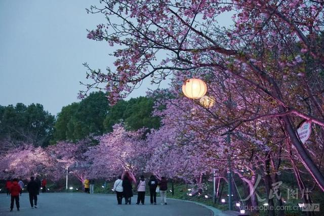图游天下 发现上海|早樱盛开！五大宝藏赏樱点位请收好