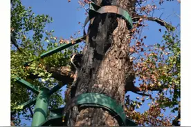 道教为什么要用雷击木？它有什么寓意？图片