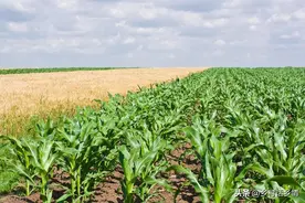 种玉米用什么肥料好？这个肥一定不要缺，缺了长不好产量还低图片