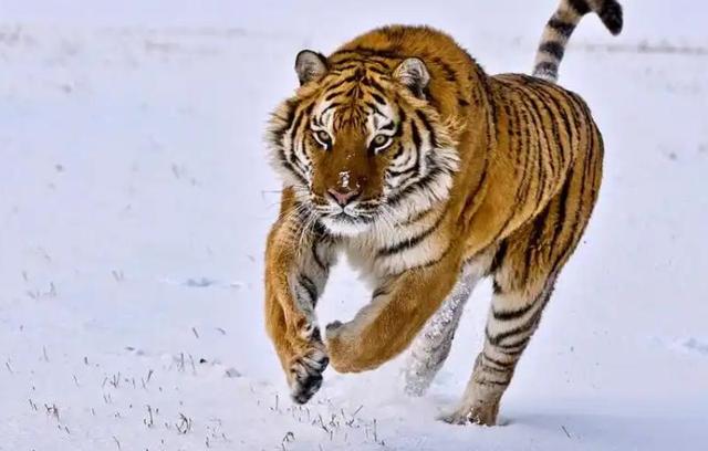 中俄东北虎数量差距断崖：俄罗斯700只，中国的数量令人意外！