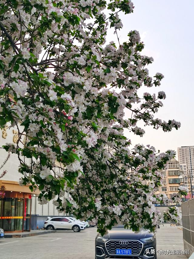 风送海棠香，春满石家庄