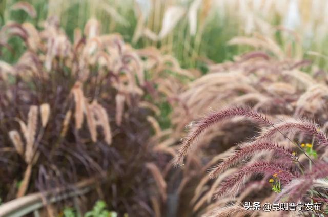 小渔村的芦苇 是治愈的良药