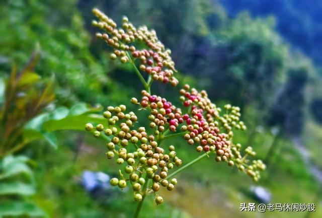 耿达的天空耿达的云——耿达植物园游记