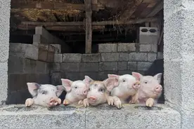 “家”是什么意思？多少人错解其意！图片