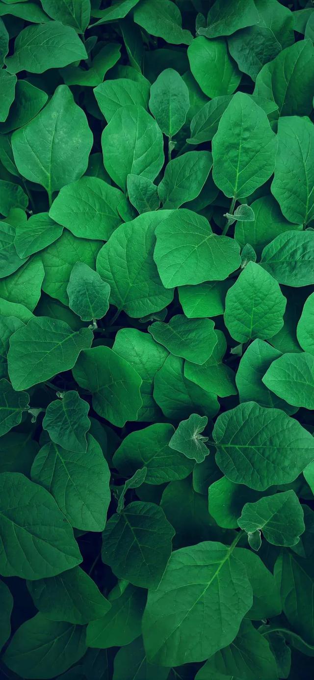 手机壁纸|清新盎然的自然风光美景