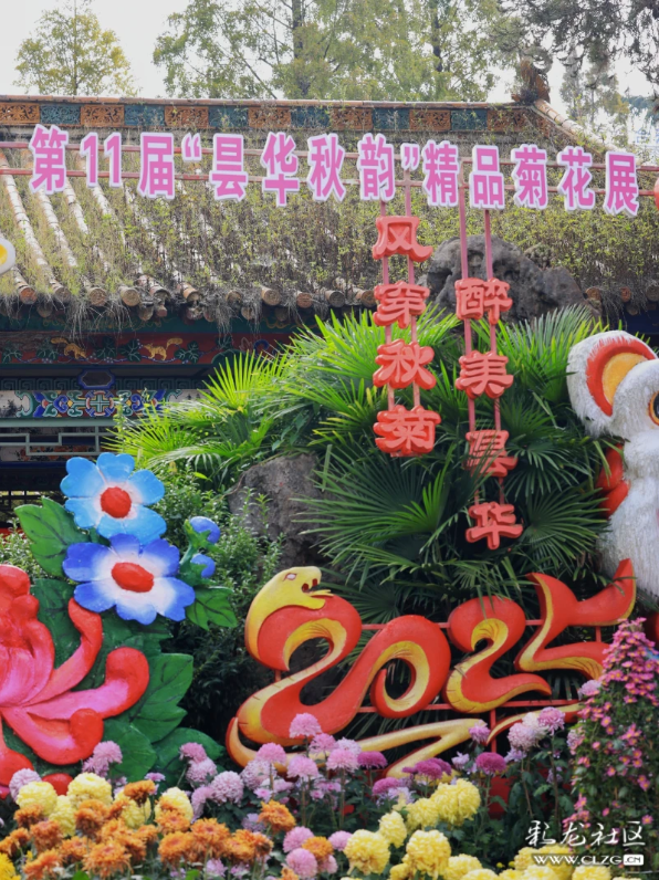 昆明秋景｜昙华菊花，芳香四溢！（附攻略）