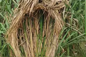 夏季夜钓防蚊防蛇攻略，根本不敢近身图片