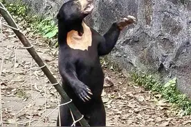 实地“鉴定”杭州动物园被质疑是人假扮的马来熊，结论:是真的！图片