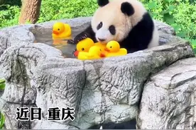 莽小五给小黄鸭洗澡澡图片