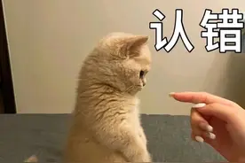 猫咪表情包丨给我个台阶，我自己下图片