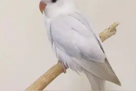 牡丹鹦鹉的市价行情，多少钱一只图片