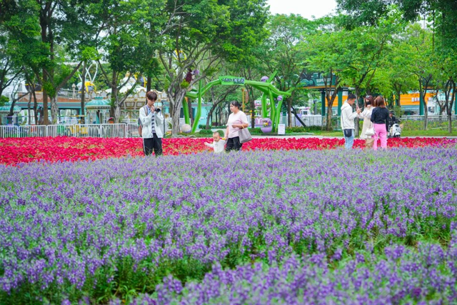 美爆了！佛山秋日花海上新！